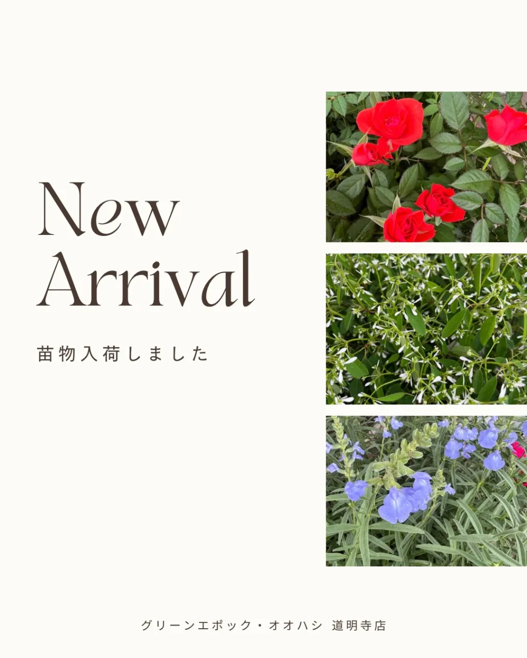 苗物の入荷｜藤井寺の花屋