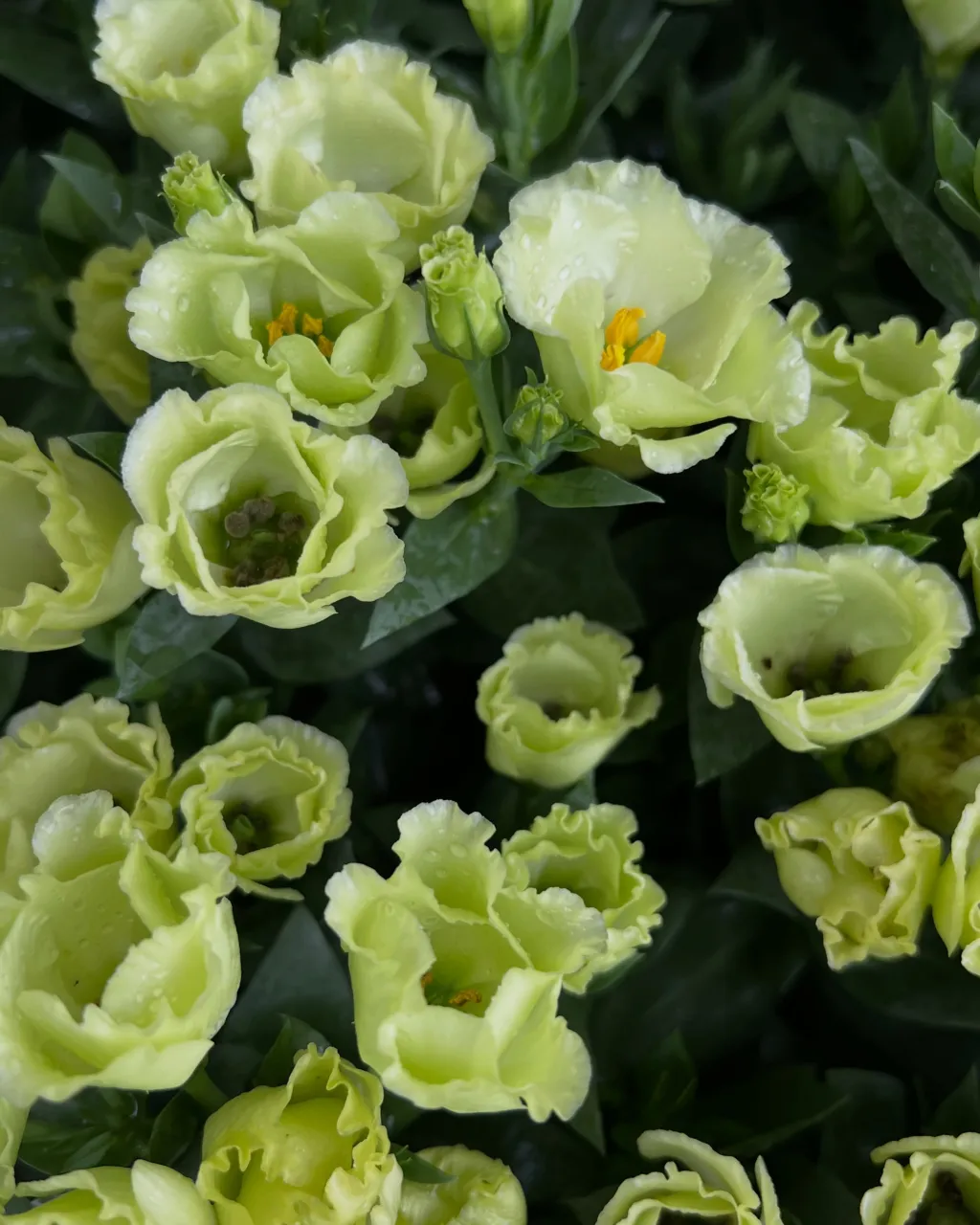 苗物の入荷｜藤井寺の花屋