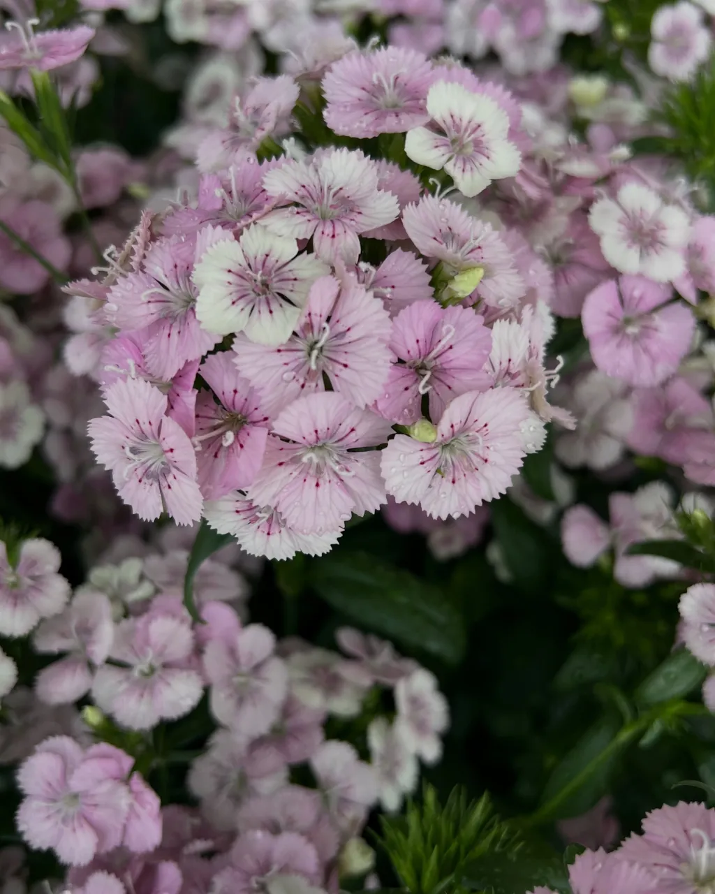 苗物の入荷｜藤井寺の花屋