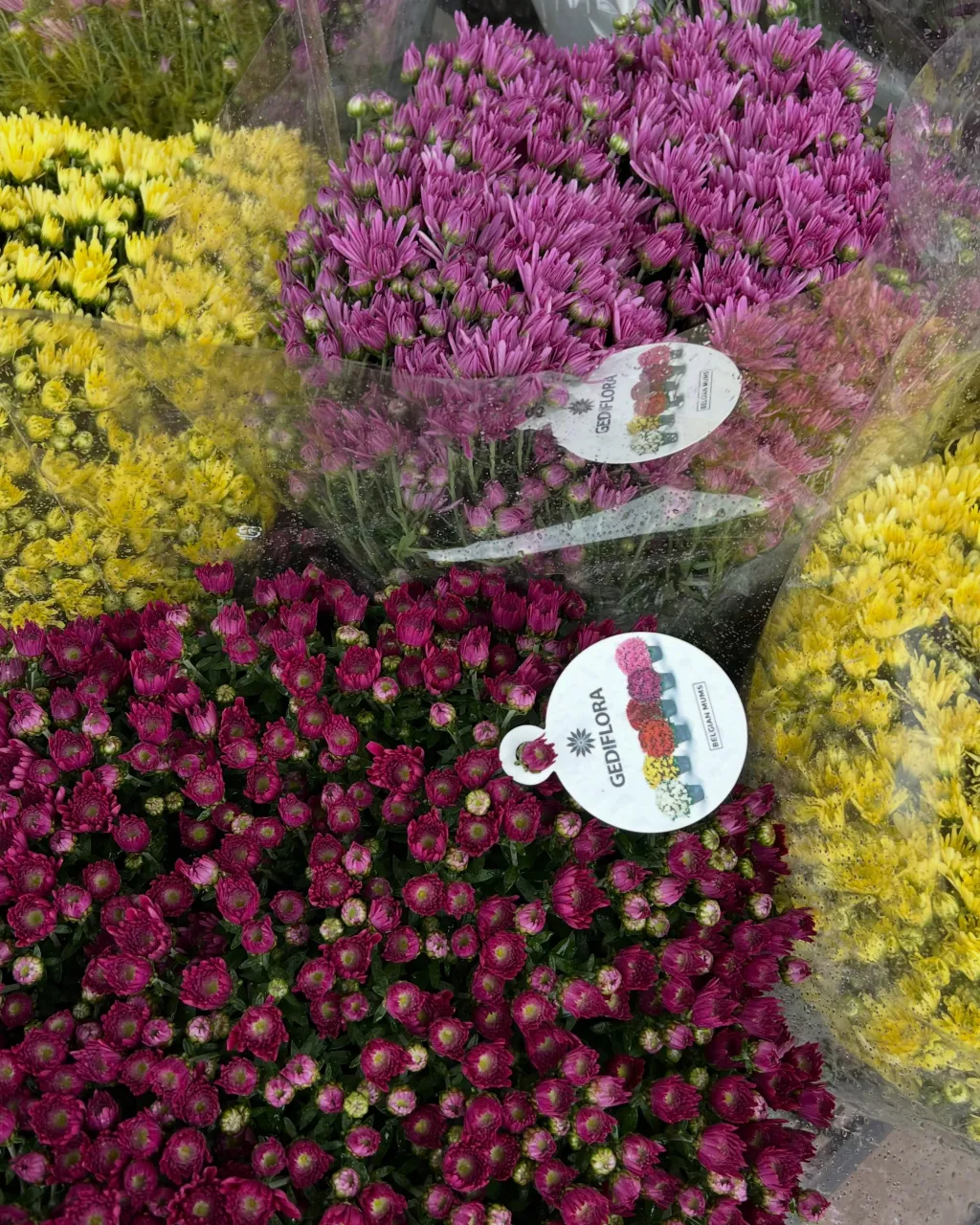苗物の入荷｜藤井寺の花屋