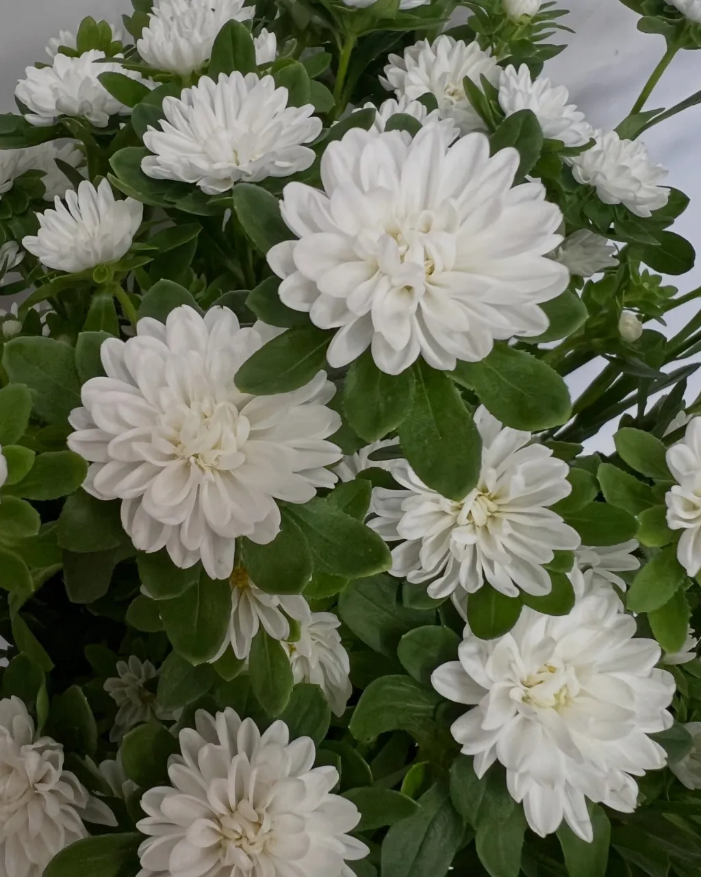 切り花の入荷｜藤井寺の花屋
