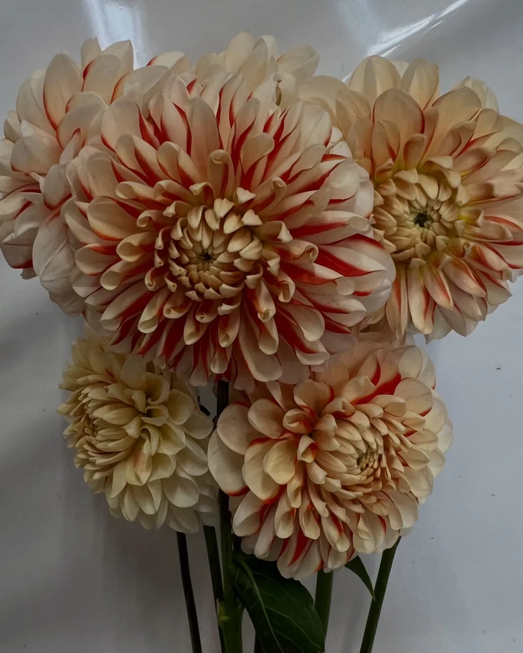 切り花の入荷｜藤井寺の花屋