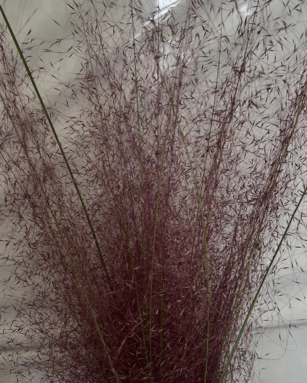切り花の入荷｜藤井寺の花屋