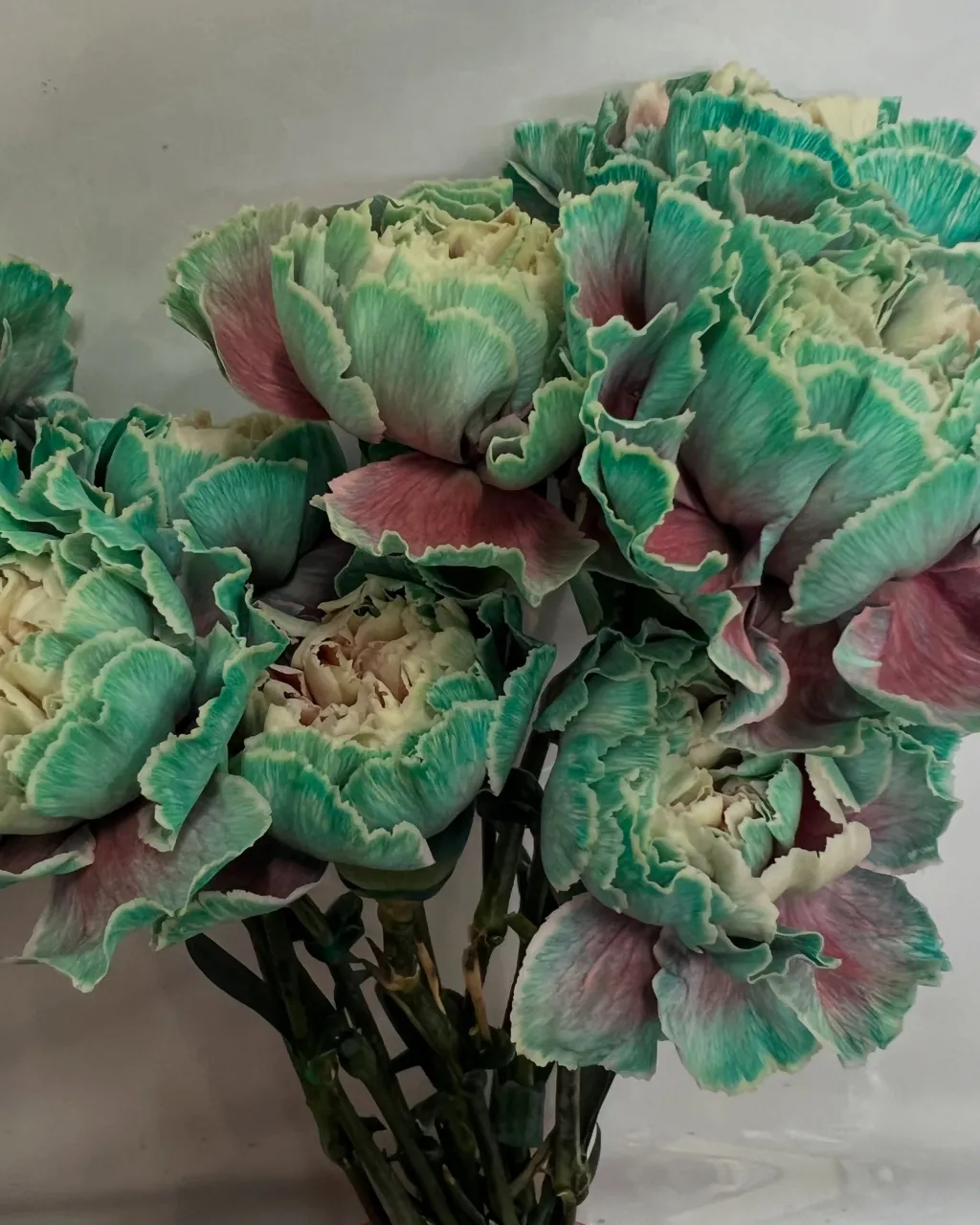 切り花の入荷｜藤井寺の花屋