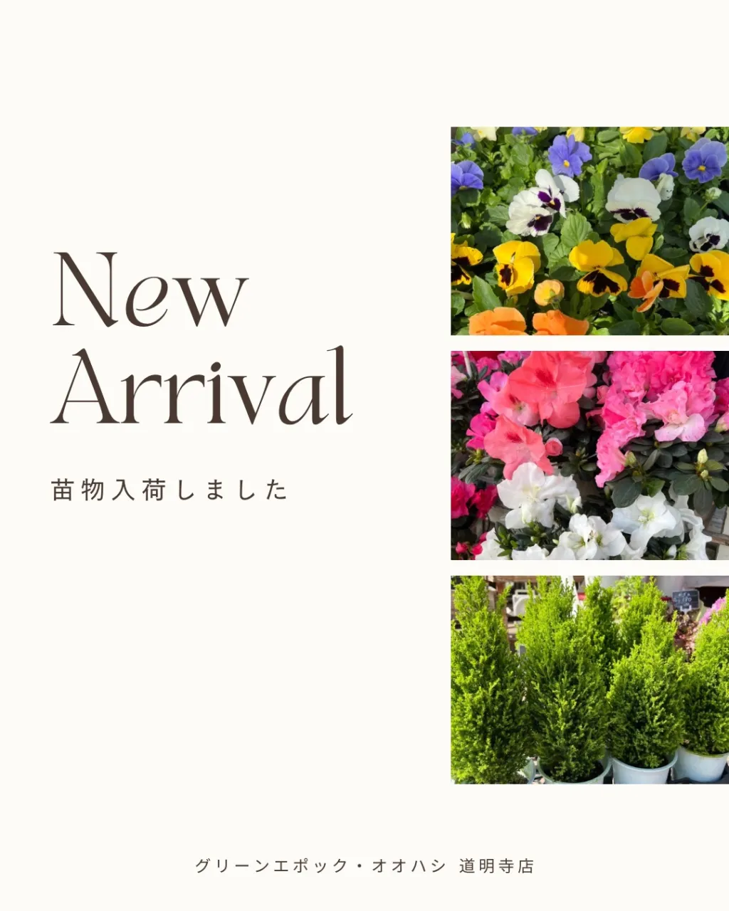 苗物の入荷|藤井寺の花屋