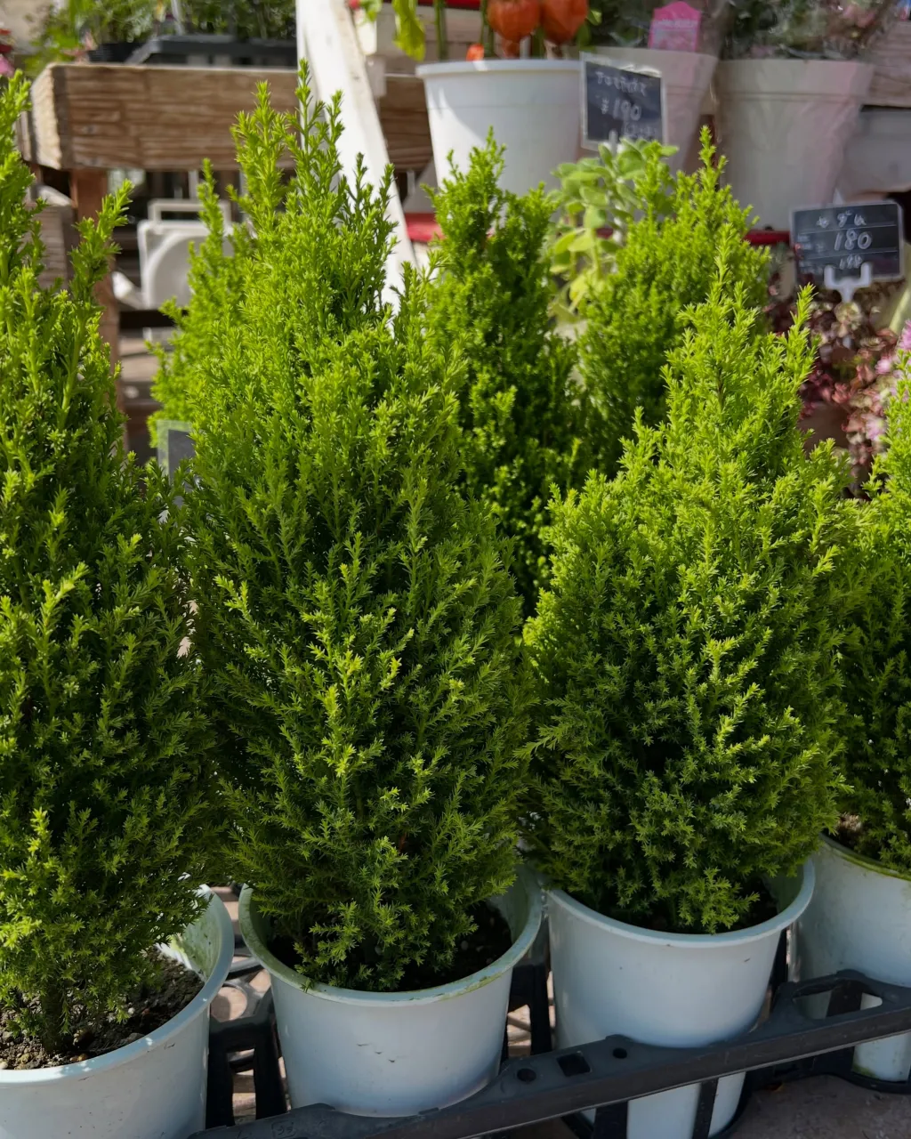 苗物の入荷｜藤井寺の花屋