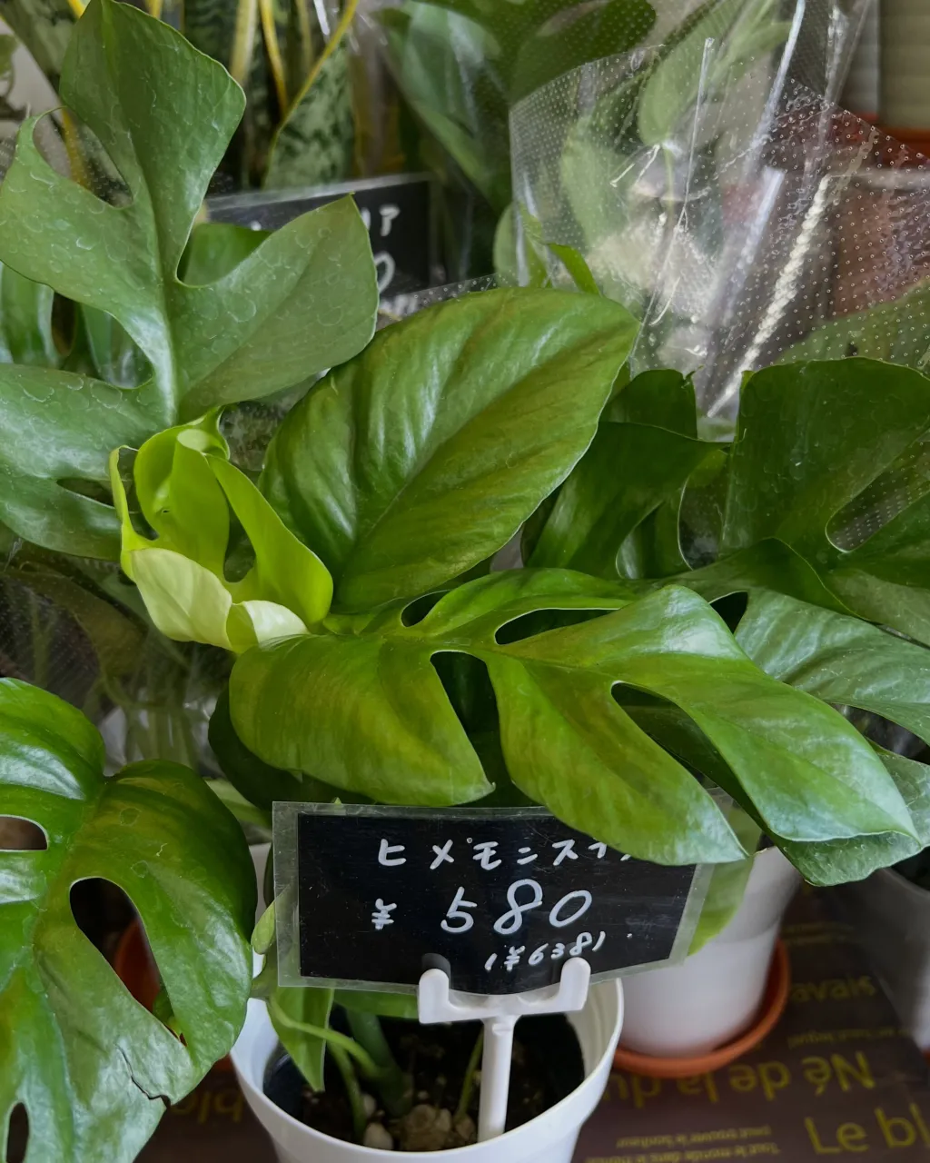 苗物の入荷｜藤井寺の花屋