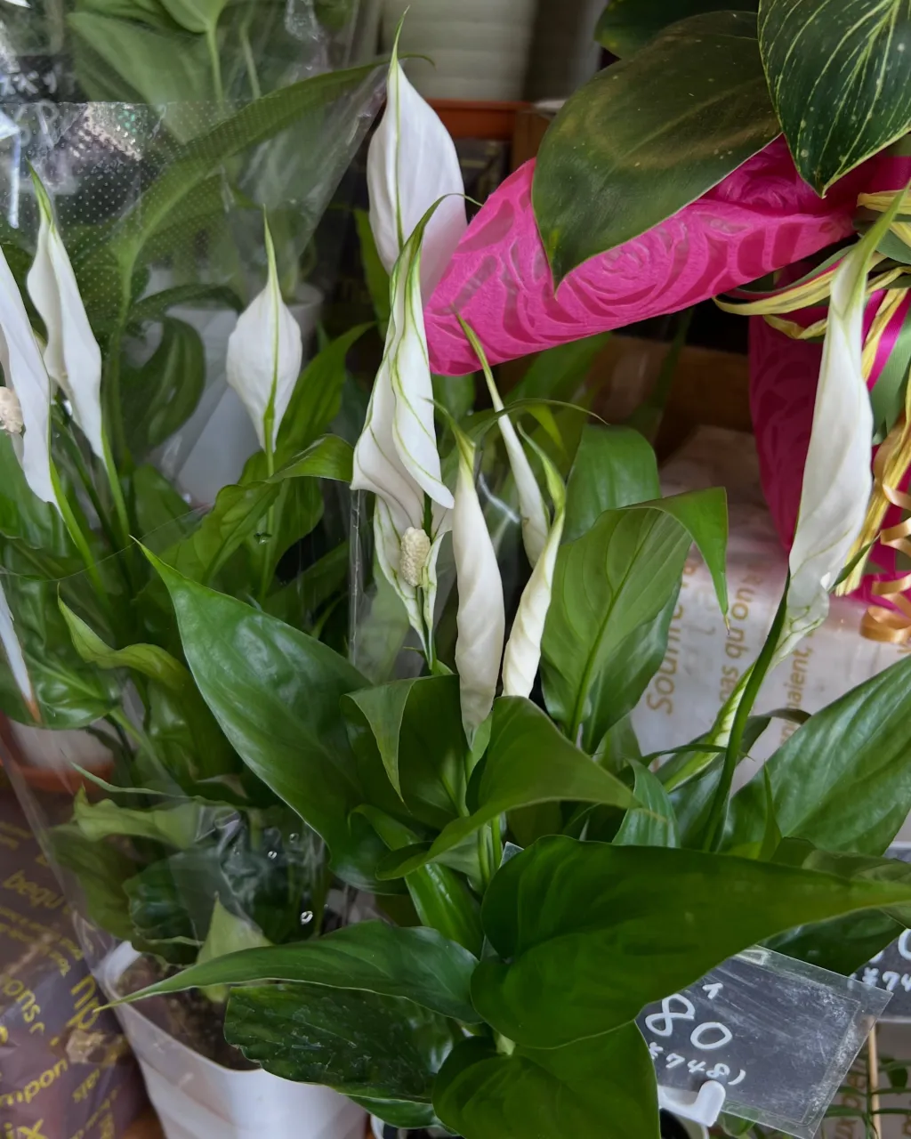 苗物の入荷｜藤井寺の花屋