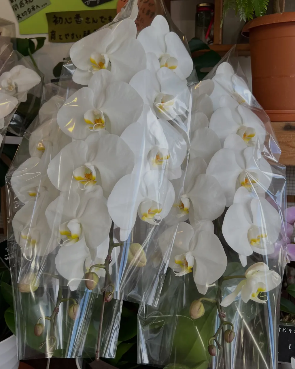 苗物の入荷｜藤井寺の花屋