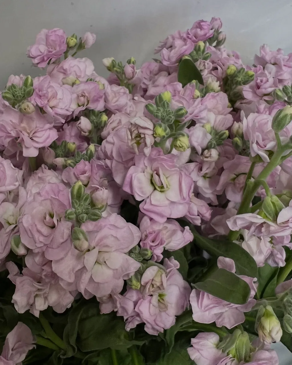 切り花の入荷｜藤井寺の花屋