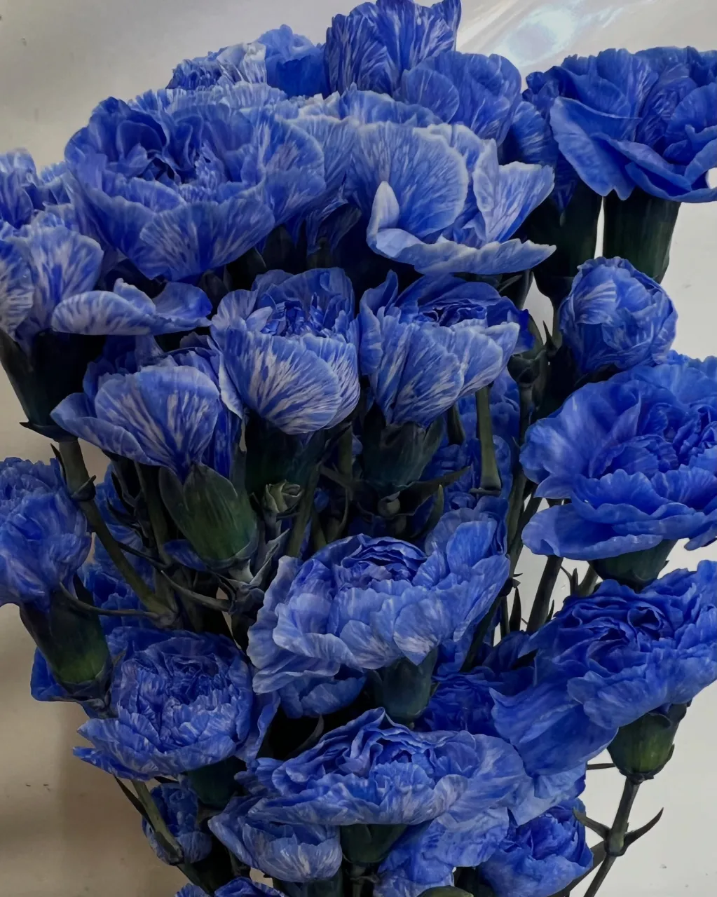 切り花の入荷｜藤井寺の花屋