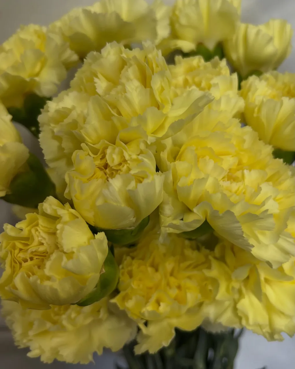 切り花の入荷｜藤井寺の花屋