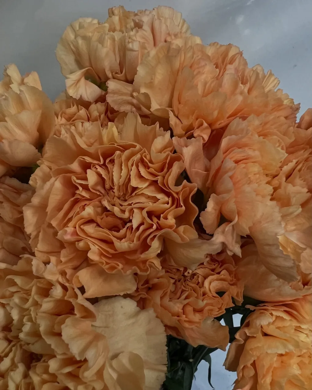切り花の入荷｜藤井寺の花屋