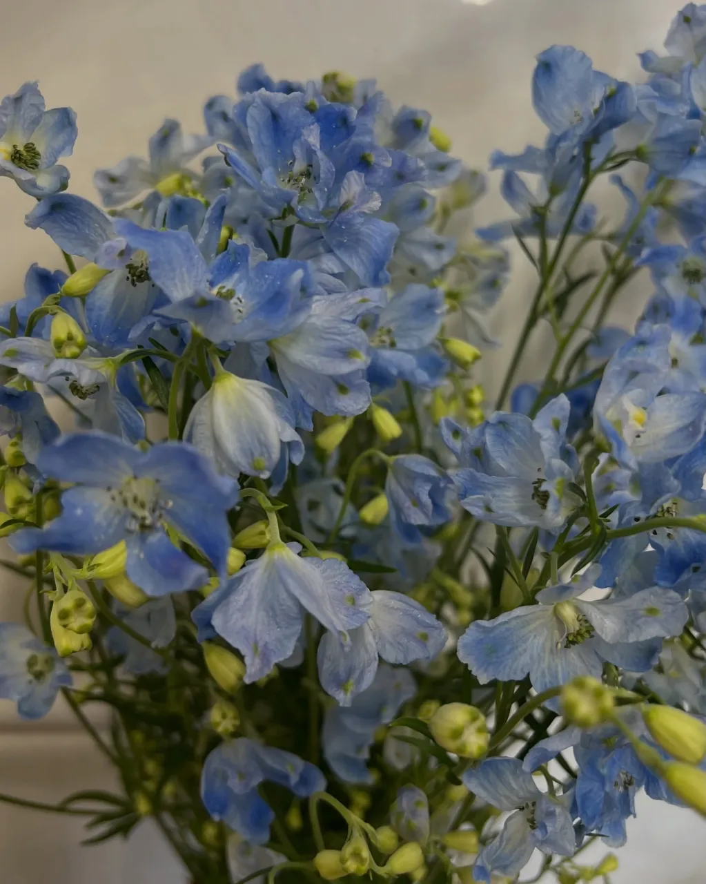 切り花の入荷｜藤井寺の花屋