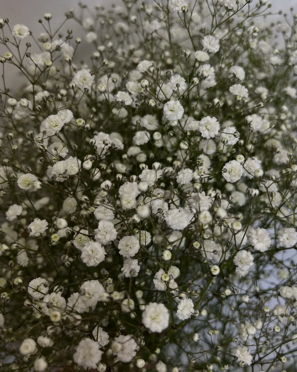 切り花の入荷｜藤井寺の花屋