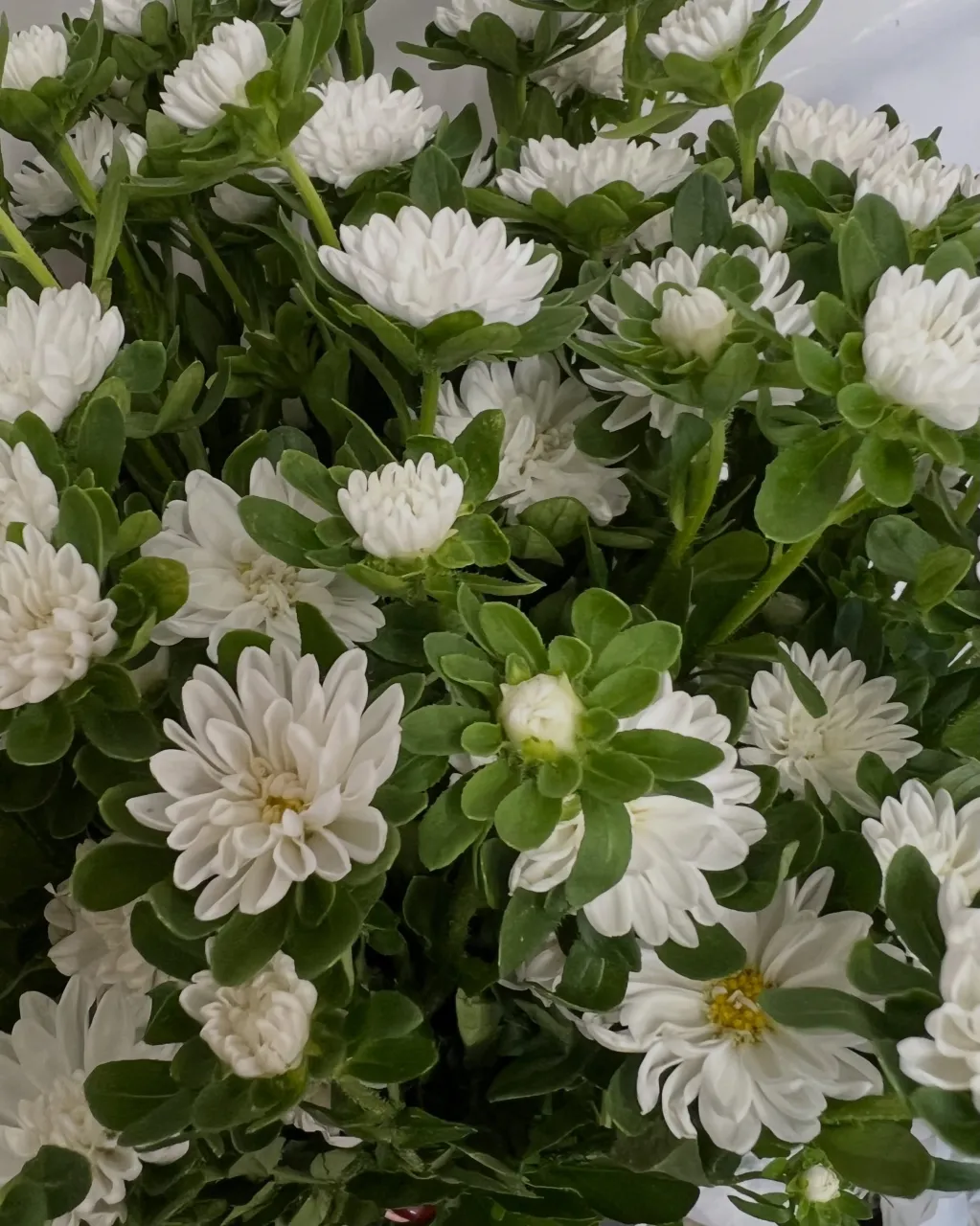切り花の入荷｜藤井寺の花屋