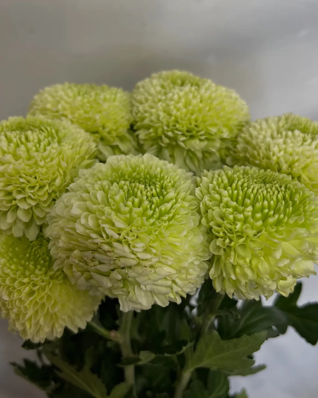 切り花の入荷｜藤井寺の花屋