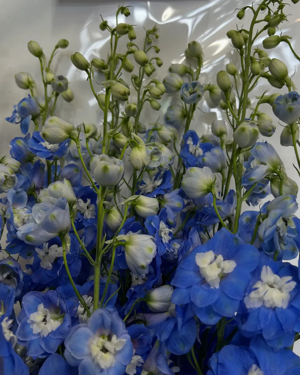 切り花の入荷｜藤井寺の花屋