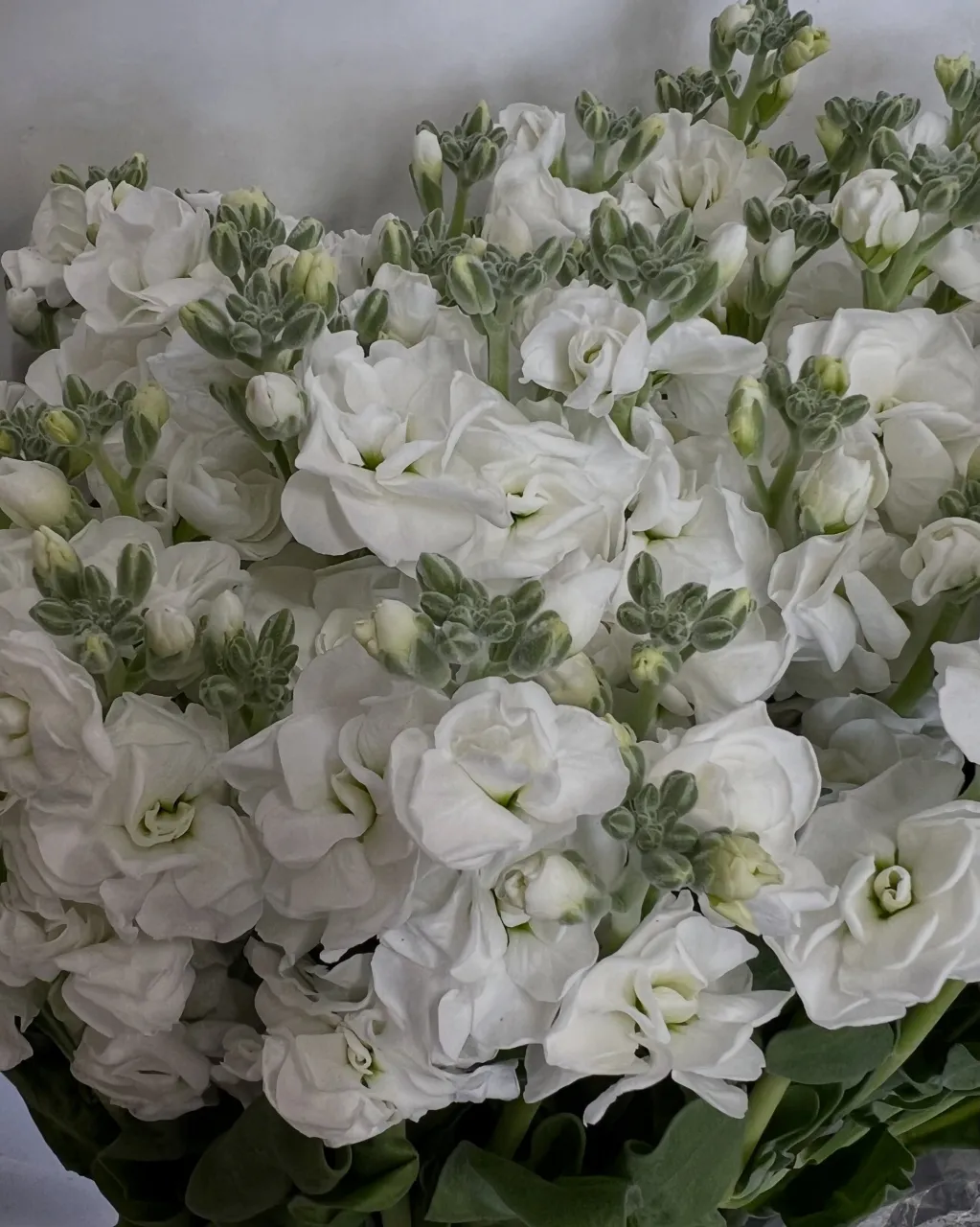 切り花の入荷｜藤井寺の花屋
