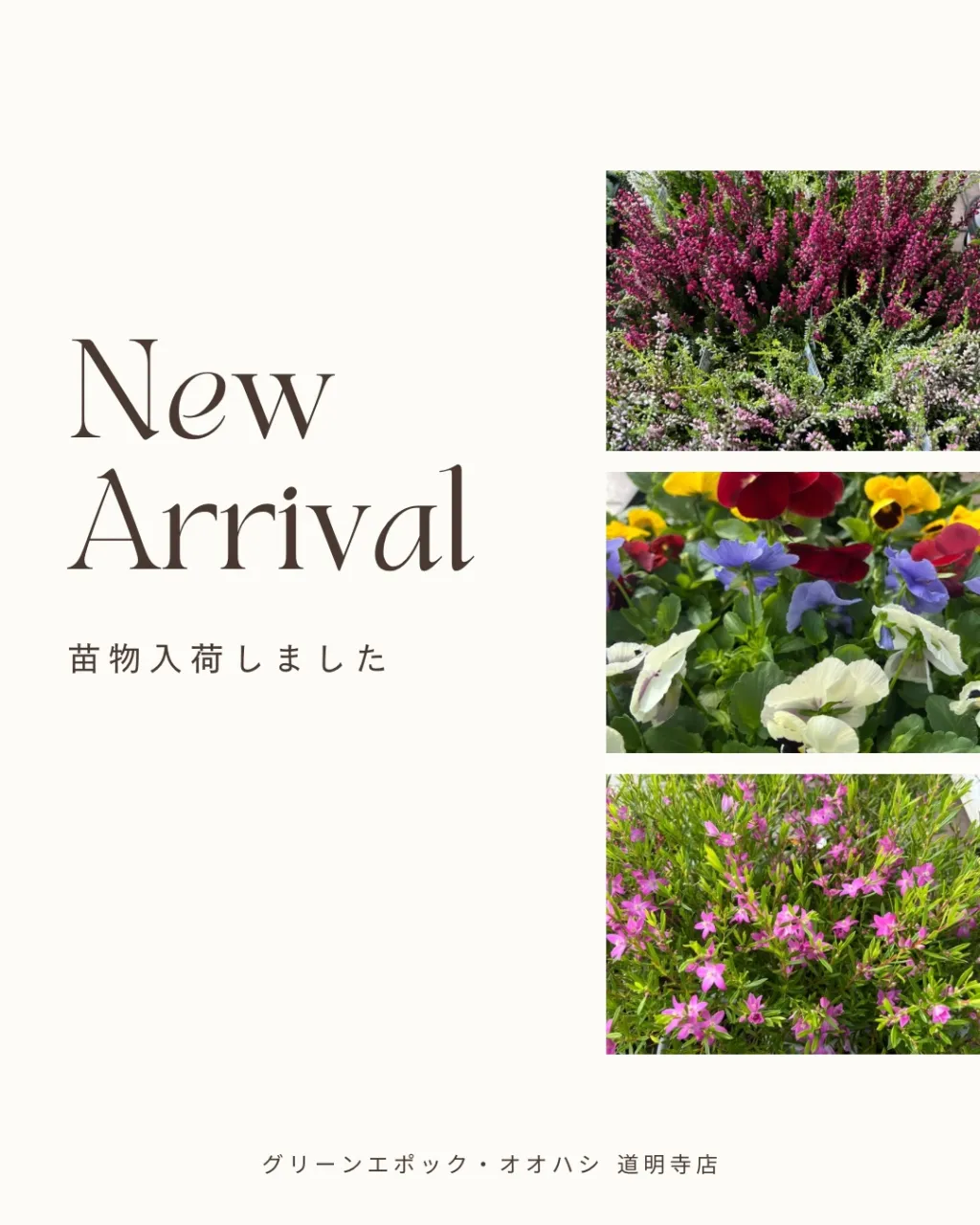 苗物の入荷｜藤井寺の花屋