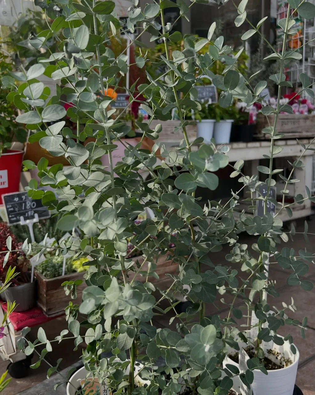 苗物の入荷｜藤井寺の花屋