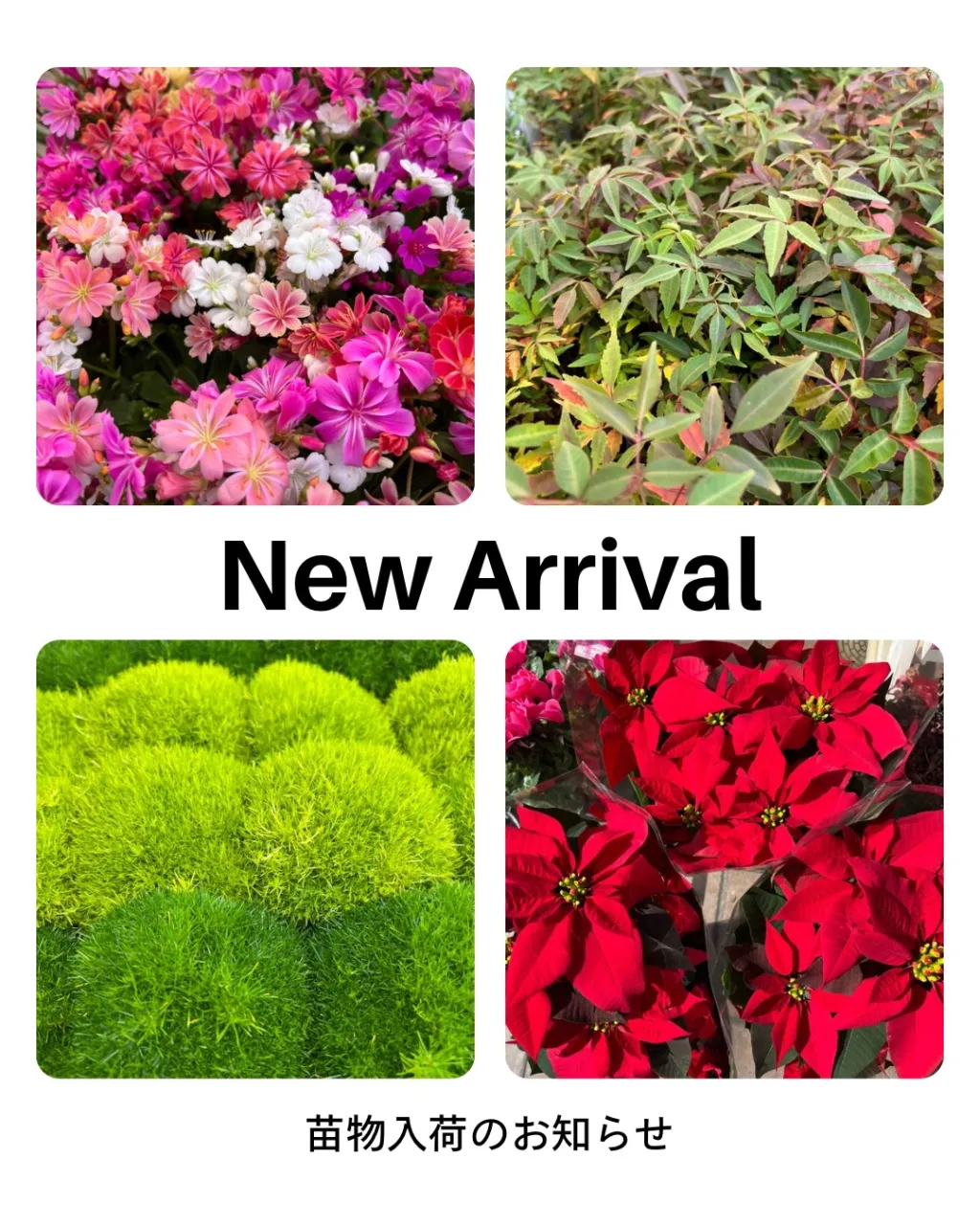 苗物の入荷｜藤井寺の花屋