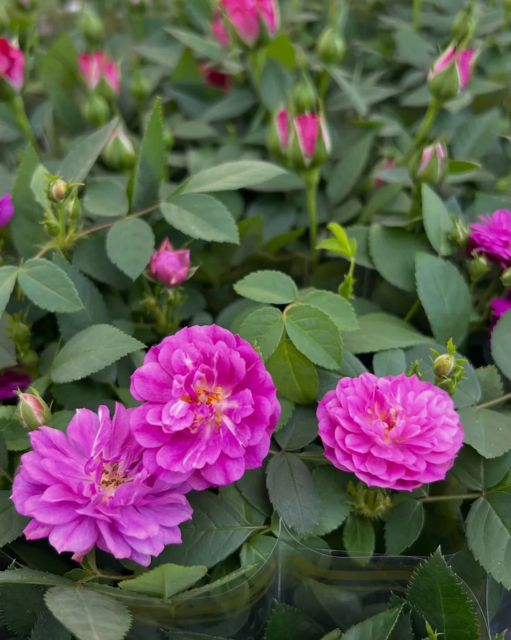 苗物の入荷｜藤井寺の花屋