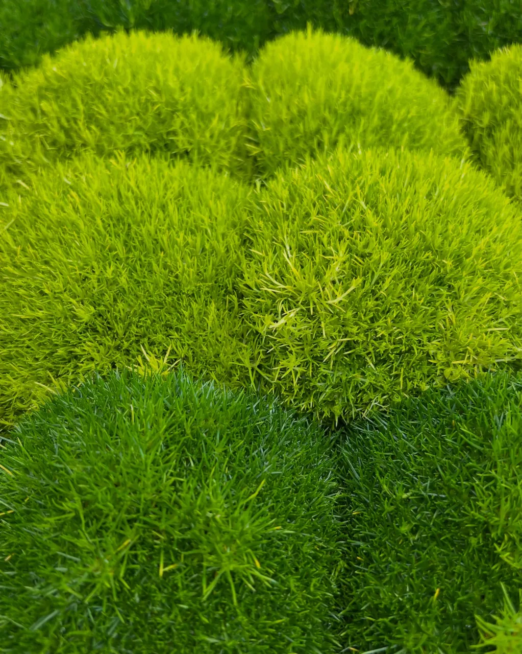 苗物の入荷｜藤井寺の花屋