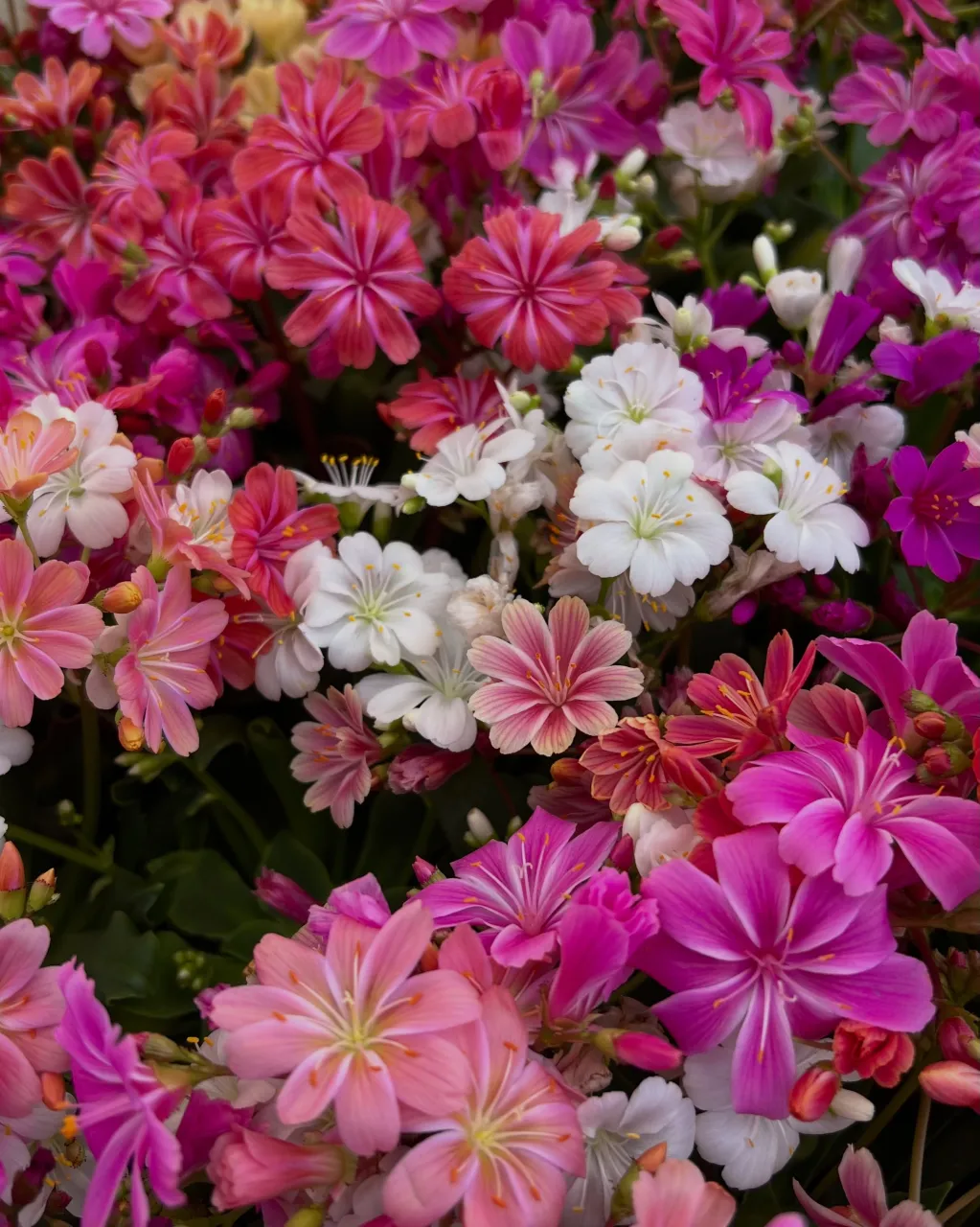 苗物の入荷｜藤井寺の花屋