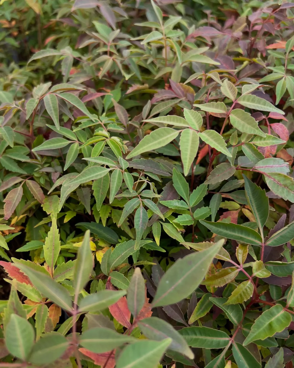 苗物の入荷｜藤井寺の花屋